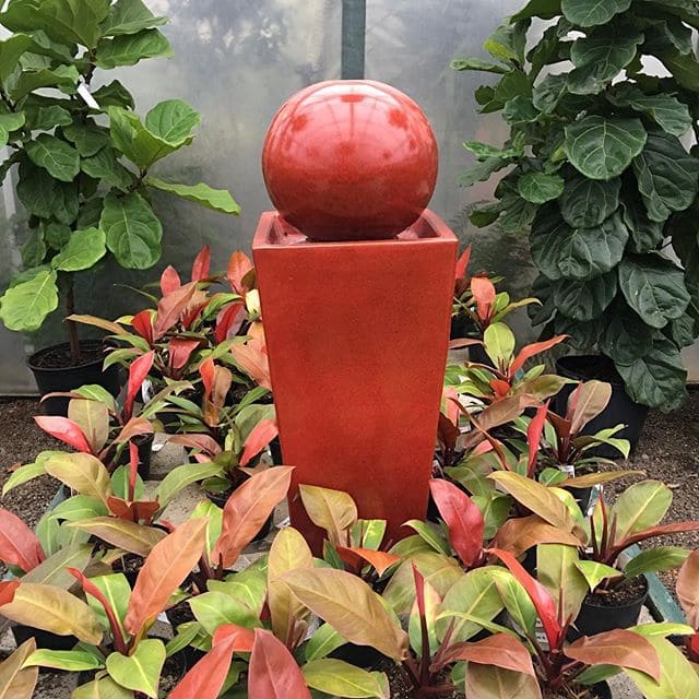 philodendron prince of orange landscape