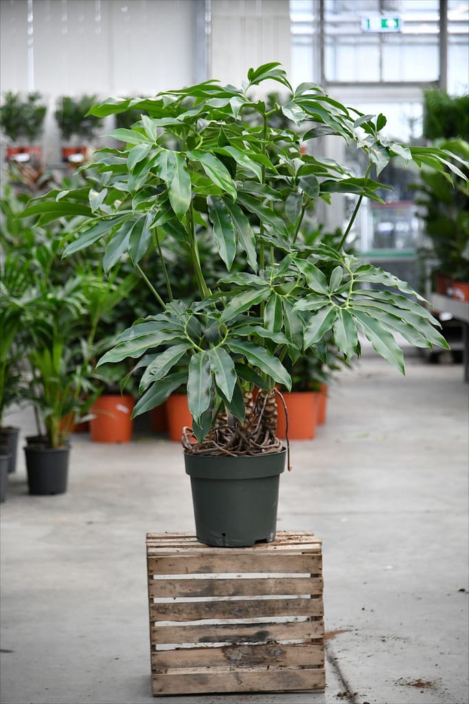 Philodendron Fun Bun Care & Grow Tips