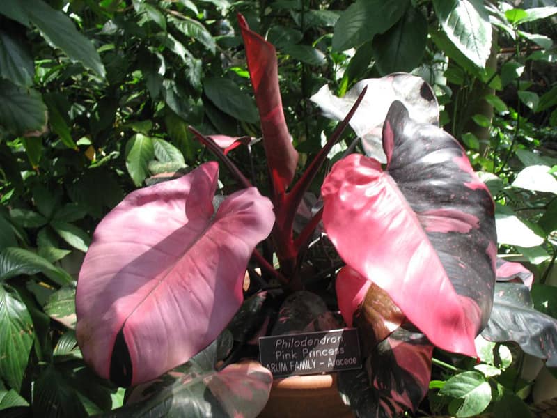 Grow philodendron pink princess outdoor