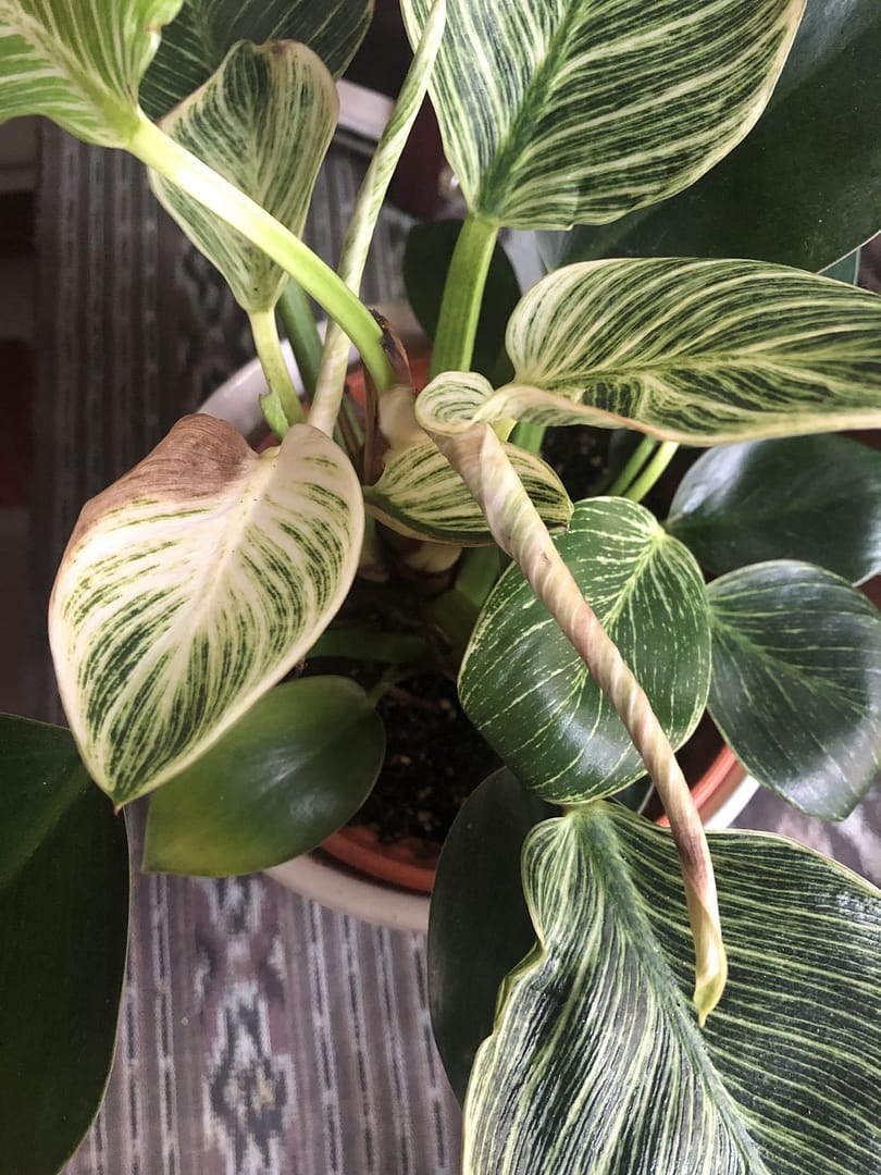 why Your Philodendron Birkin Has Drying Leaves