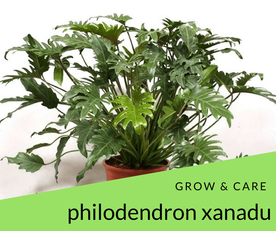 Philodendron Xanadu Grow And Care Tips - Philodendron Plant