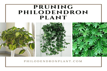 Pruning Philodendron Plant Is Easy - Philodendron Plant