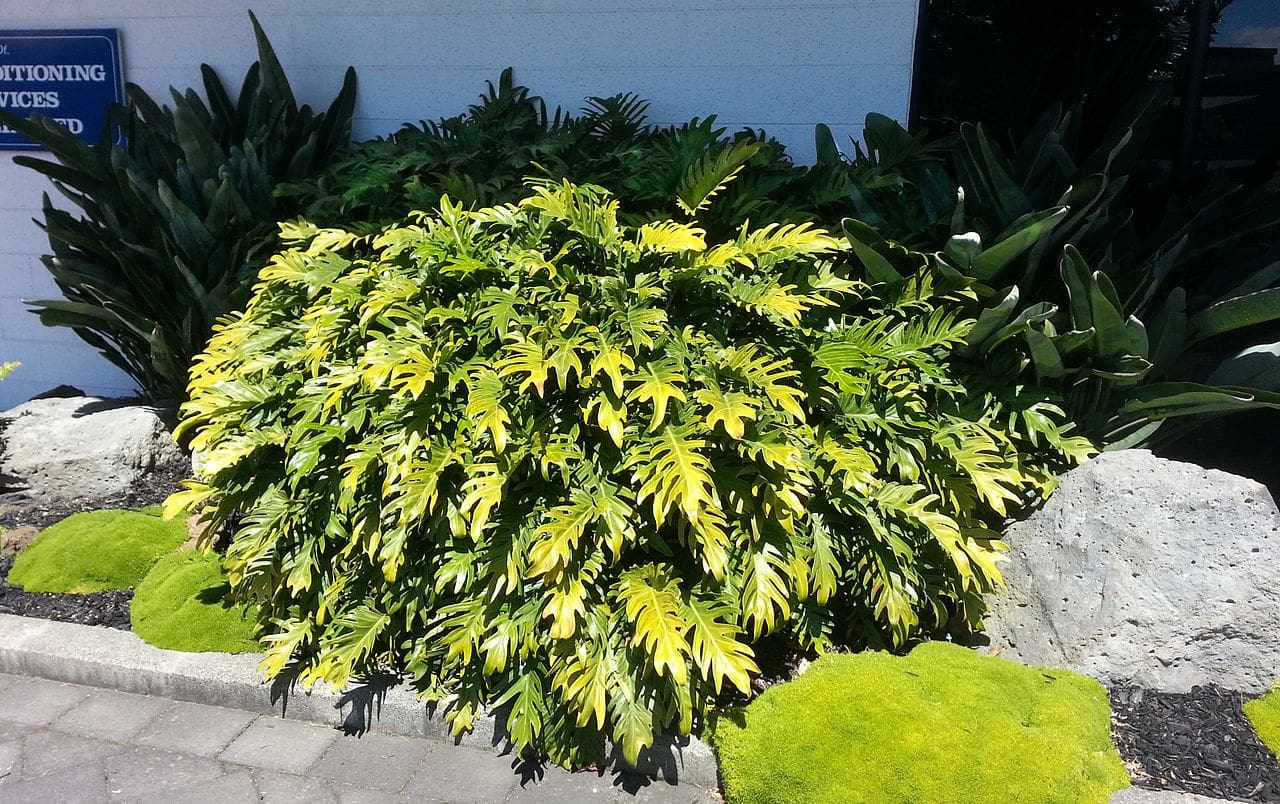 philodendron-Xanadu-landscape | philodendronplant.com