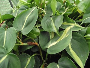 pruning-philodenron | philodendronplant.com