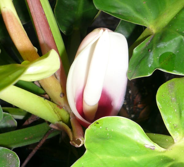philodendron moonlight beautiful flower