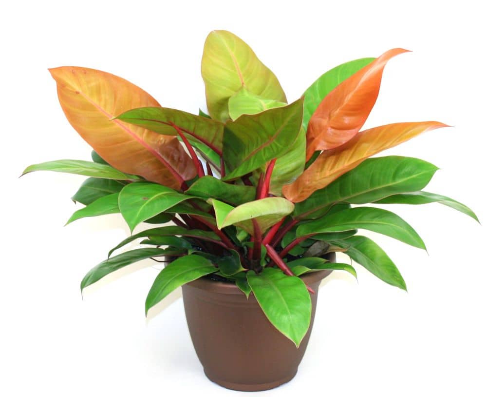 philodendron prince of orange care