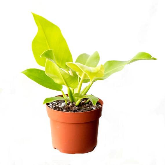 propagate philodendron moonlight