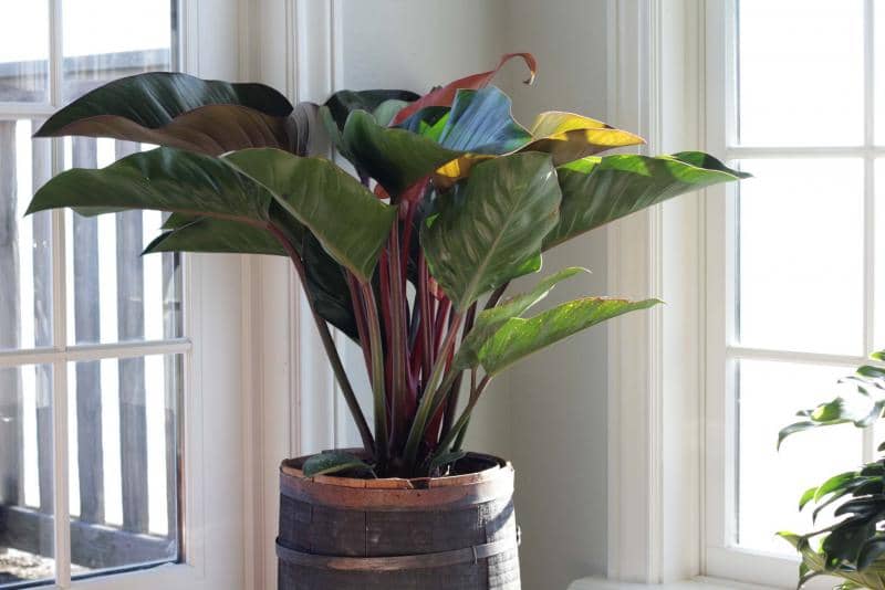 philodendron rojo congo in indoor decoration