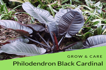 Philodendron Black Cardinal Grow & Care Tips - Philodendron Plant