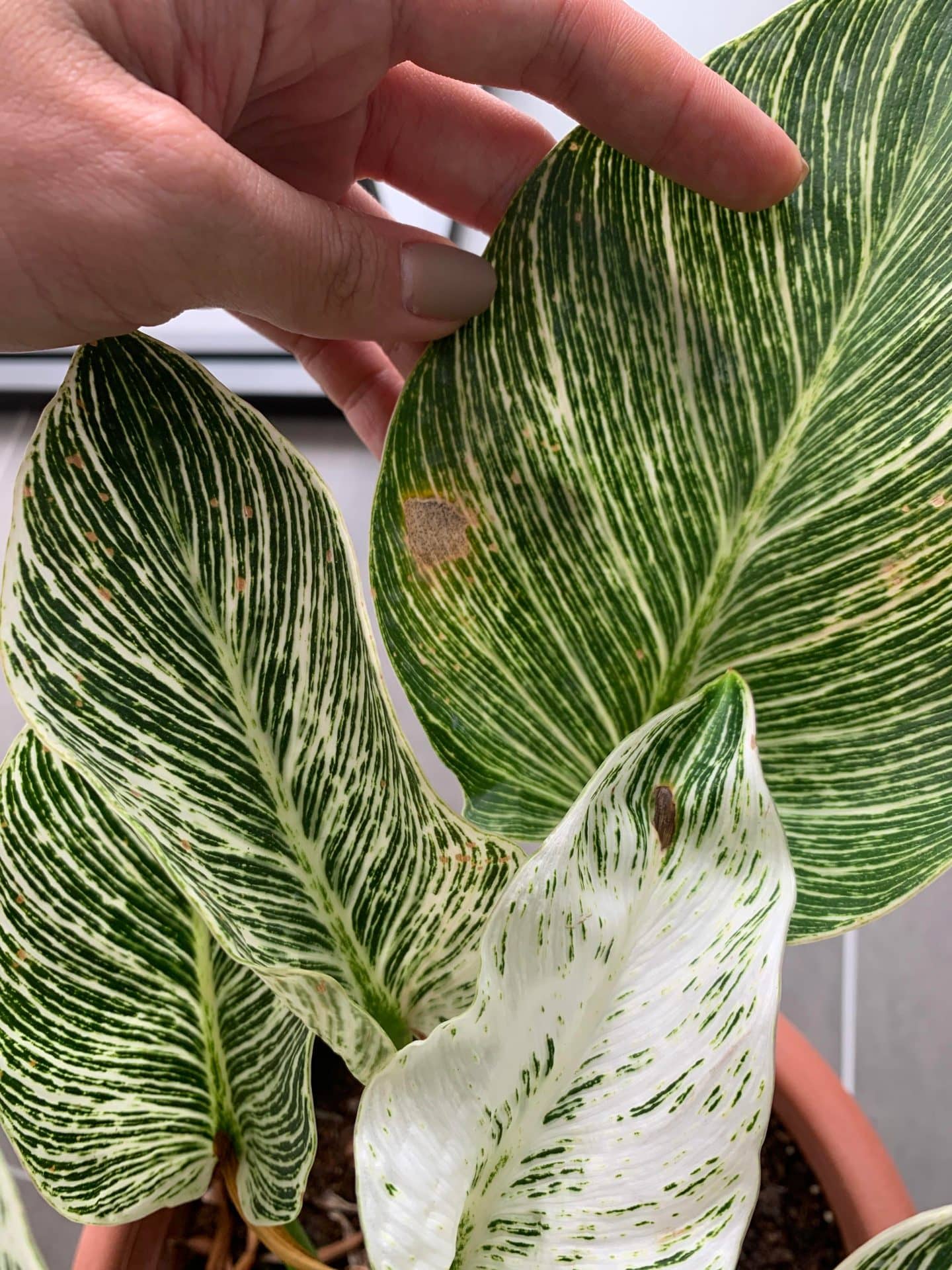 why philodendron birkin has a brown spot?