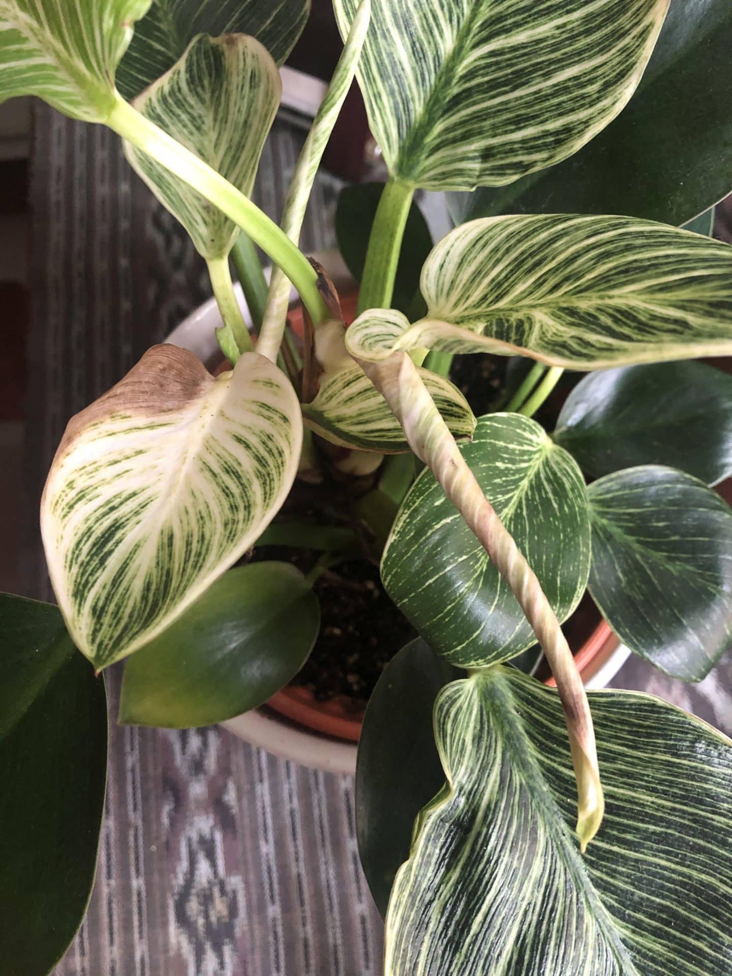 why Your Philodendron Birkin Has Drying Leaves