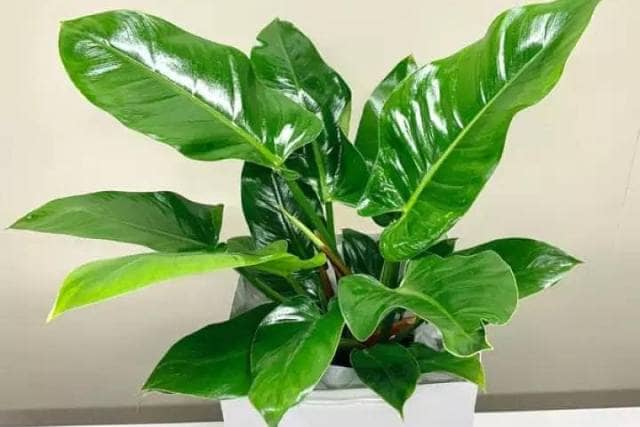 how to fertilize your philodendron imperial green?