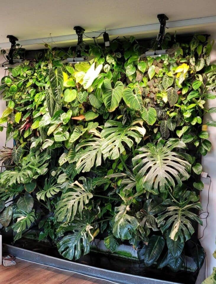 idea for philodendron trellis